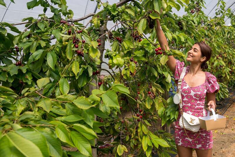 Pooja hedge new clicks